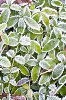 Vinca minor 'La Grave' in frost