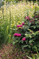 Rosa damascena, Geranium robertianum and  Sisyrinchium striatum - Sexby Garden, Peckham Rye Park, London, Heritage Lottery Fund