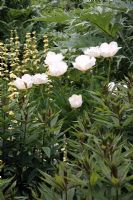Paeonia lactiflora 'Krinkled White', Sisyrinchium striatum and Cynara - Sexby garden, Peckham Rye Park, London