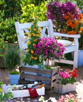 Blue square pots planted with Thunbergia alata, Bougainvillea and Rosmarinus in old wooden wine crate, Pelargonium in wooden carrier, white box with tools and bench on patio
