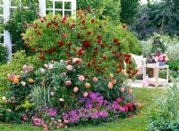 Rosa 'Flammentanz', Rosa 'Belvedere', Rosa 'Medley Pink', Rosa 'Geoff Hamilton', Geranium gracile 'Sirak', Phalaris and Salvia microphylla in mixed summer border