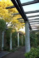 The Pergola at Hampstead Heath with classical columns, Robinia pseudoacacia with yellow leaves