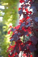 Sunlight through red-leaved vine on  pergola at Hampstead Heath in Autumn