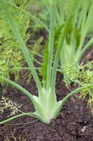Young Florence Fennel 'Sirio'