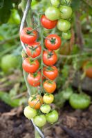 Tomato 'Conchita' - Grafted variety from Suttons