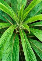 Echium pininana - Foliage of young plant 