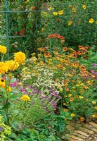 Mixed bed including Tagetes and Tanacetum parthenium 
