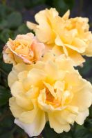 Rosa 'Easleas Golden Rambler'
