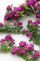 Rosa - Pink roses climbing up white wall at Cranborne Manor Gardens