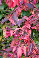 Euonymus europaeus 'Red Cascade' - Autumn colour
