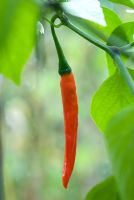 Capsicum 'Cayenne' - Chilli pepper