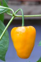 Capsicum 'Roccoco Orange' - Chilli pepper