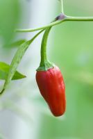 Capsicum 'Apache' - Chilli pepper