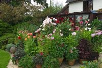 Group of container grown plants including Dahlias, dark purple Perilla and Chrysanthemum carinatum - Hilltop, Stour Provost, Dorset
