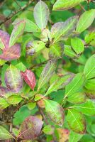 Viburnum nudum var angustifolium with purple tinged leaves