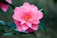 Camellia x williamsii 'Daintiness'