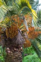 Phoenix canariensis - Date Palm 