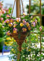 Viola wittrockiana 'Etain' in hanging window basket