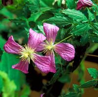 Clematis viticella 'Mrs.Tage Lundell' 