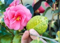 Camellia with yellow leaves due to lack of nutrients