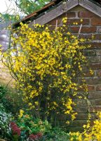 Jasminum nudiflorum growing against a wall underplanted with Skimmia