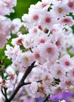 Prunus subhirtella 'Autumnalis' - Autumn flowering Cherry