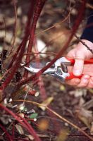 Cornus - Spring pruning