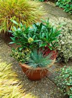 Autumn and winter container planting of Skimmia 'Kew Green', Festuca glauca, Calluna 'Dark Beuty' and Euonymus 'Blondy'