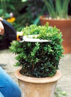Topiary - Pruning a box ball