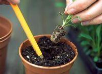 Coreopsis - Potting on young plug plants