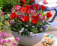 Mixed container planting of Tulipa 'Red Paradise', Primula auricula and Viola cornuta 