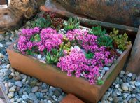 Alpine container garden with Thymus serpyllum 'Pink Chintz', Sempervivum and Sedum 