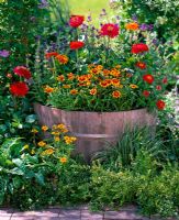 Wooden barrel planted with Zinnia 'Oklahoma' and Zinnia 'Profusion' sat in border with Lonicera nitida 'Lemon Queen' and Carex morrowii