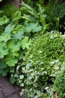Alchemilla, ivy and fern foliage in small town garden - Bristol