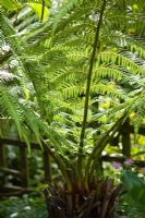 Dicksonia antarctica - Tree fern foliage in 
small town garden in Bristol