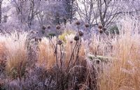 Winter hoar frost on borders of perennials and ornamental grasses - West Lodge, South Sussex