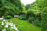 Secluded town garden with Rosa 'Climbing Iceberg', informal lawn, stepping stones, mature weeping ash tree, white garden bench, herbaceous perennial and climbers - New Square, Cambridge