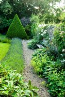 Gravel path with lavender hedge beside lawn, Yew topiary pyramid and garden bench beside old flint wall with Rosa, Hostas and Alchemilla - Cerne Abbas, Dorset