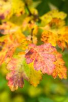Crataegus monogyna with coloured autumn leaves
