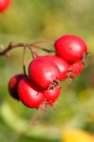 Crataegus holmesiana - Berries