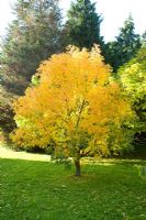 Pistacia chinensis - Autumn colour