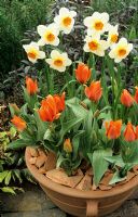Orange themed bulbs complementing the terracotta pot and mulch of broken crocks - Narcissus 'Barrett Browning' with multi headed Tulipa 'Orange Elite'