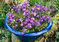 Purple hybrid Crocus mulched with moss and displayed in a frost proof, glazed bowl