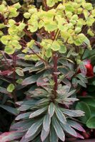 Euphorbia 'Helena's Blush'