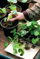 Unpacking and potting up geranium plugs that have been delivered by post into plastic pots to grow on before planting out