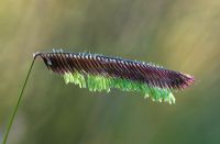 Bouteloua gracilis - Blue grama, Mosquito grass