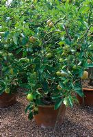 Malus 'Falstaff' in a container