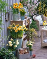 Narcissus 'Westward', Narcissus 'Sunshine', Narcissus 'Suada', Narcissus 'Tete a Tete', Narcissus 'Kate Heath', Hedera and Cytisus in containers on terrace with wooden sideboard, rattan chair and table