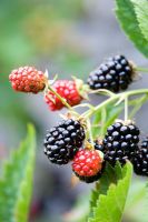 Rubus 'Loch Ness' - Blackberries at Yewbarrow House Gardens, Cumbria
