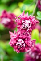 Clematis viticella 'Purpurea Plena Elegans' - Yewbarrow House Gardens, Cumbria